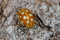 Halyzia sedecimguttata