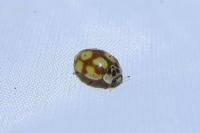 Adalia decempunctata