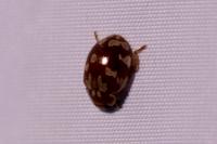 Myrrha octodecimguttata