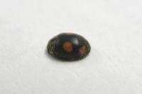 Platynaspis luteorubra