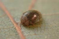 Rhyzobius lophanthae