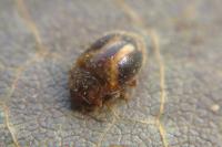 Rhyzobius chrysomeloides