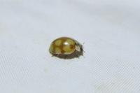 Adalia decempunctata