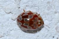 Myrrha octodecimguttata