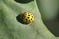 Psyllobora vigintiduopunctata
