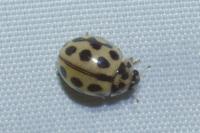 Tytthaspis sedecimpunctata