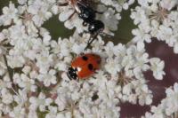 Hippodamia variegata