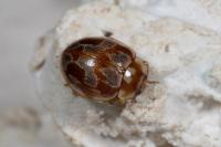 Myrrha octodecimguttata