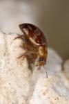 Myrrha octodecimguttata