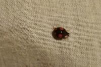 Harmonia axyridis