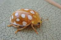 Halyzia sedecimguttata