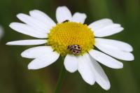 Tytthaspis sedecimpunctata