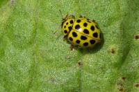 Psyllobora vigintiduopunctata