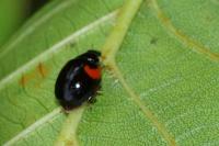 Adalia decempunctata