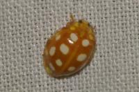 Halyzia sedecimguttata