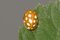 Halyzia sedecimguttata