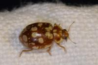Myrrha octodecimguttata