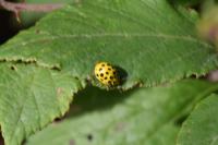 Psyllobora vigintiduopunctata