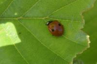 Adalia bipunctata