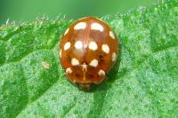 Calvia quatuordecimguttata