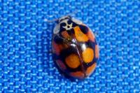 Adalia decempunctata