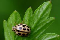 Tytthaspis sedecimpunctata