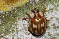 Myzia oblongoguttata