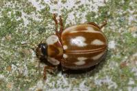 Myzia oblongoguttata