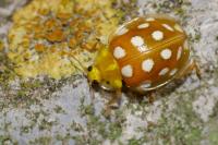 Halyzia sedecimguttata