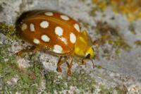 Halyzia sedecimguttata