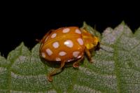 Halyzia sedecimguttata