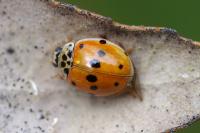 Adalia decempunctata