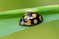 Adalia decempunctata