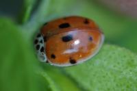 Adalia decempunctata