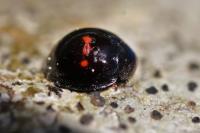 Chilocorus bipustulatus