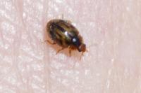 Rhyzobius chrysomeloides