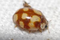 Adalia decempunctata