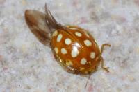 Halyzia sedecimguttata