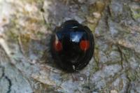 Chilocorus renipustulatus