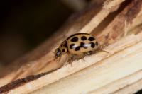 Tytthaspis sedecimpunctata