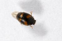 Nephus quadrimaculatus