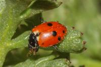 Hippodamia variegata