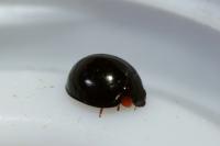 Parexochomus nigromaculatus