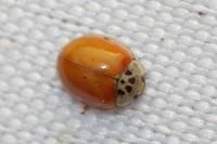 Adalia decempunctata