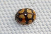 Adalia decempunctata