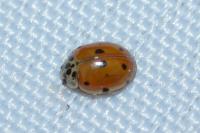 Adalia decempunctata