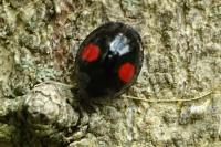 Chilocorus renipustulatus