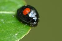 Chilocorus renipustulatus