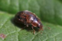 Rhyzobius chrysomeloides