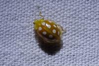 Halyzia sedecimguttata